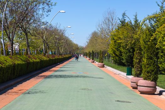 View of pathway in a natural park with green trees around, on bright blue sky background.