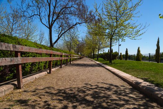 View of pathway in a natural park with green trees around, on bright blue sky background.