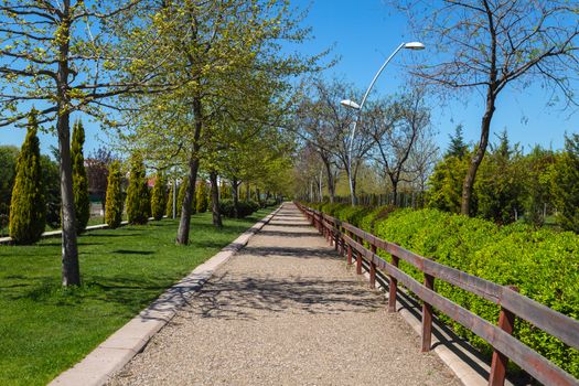 View of pathway in a natural park with green trees around, on bright blue sky background.