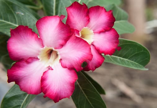 Two pink azalea flowers, beautiful flowers in tropical areas