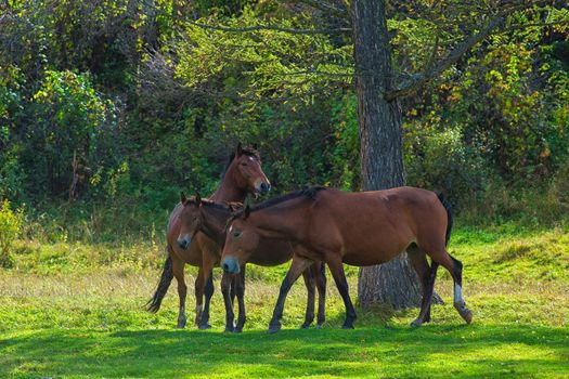 Horses in mountain ranch, Altay Russia