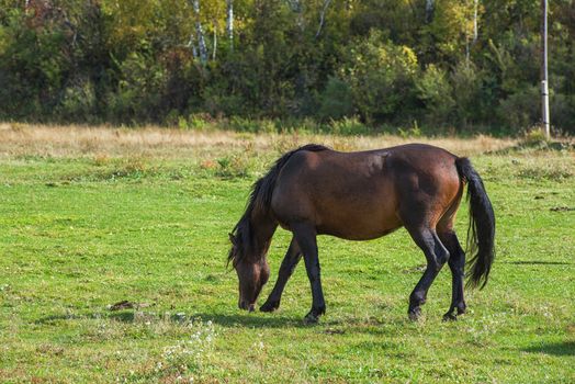 Horses in mountain ranch, Altay Russia