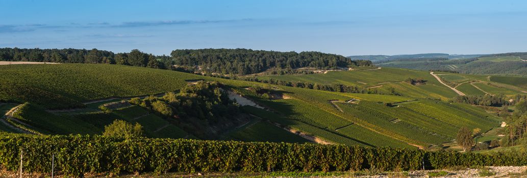 Champagne vineyards in the Cote des Bar area of the Aube department near to Baroville, Champagne-Ardennes, France, Europe