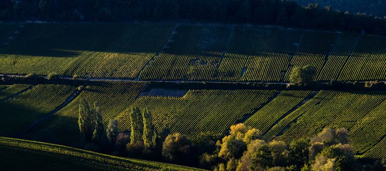 Champagne vineyards in the Cote des Bar area of the Aube department near to Baroville, Champagne-Ardennes, France, Europe