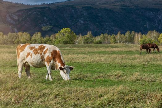 Grazing cow in mountain ranch, Altay Russia
