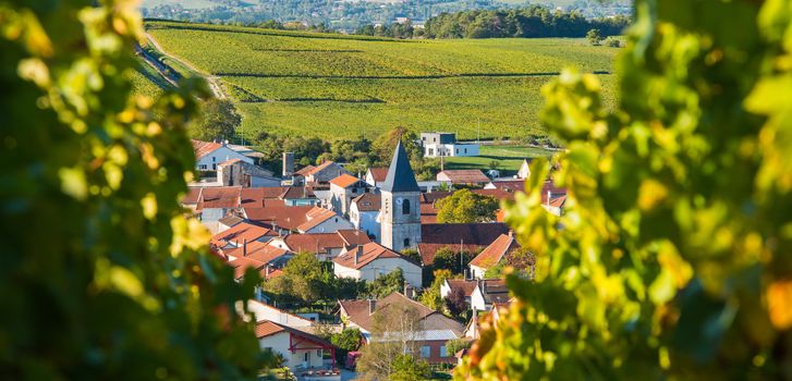 Champagne vineyards in the Cote des Bar area of the Aube department near to Baroville, Champagne-Ardennes, France, Europe