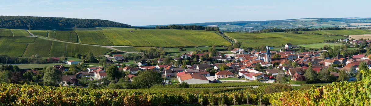 Champagne vineyards in the Cote des Bar area of the Aube department near to Arrentieres, Champagne-Ardennes, France, Europe