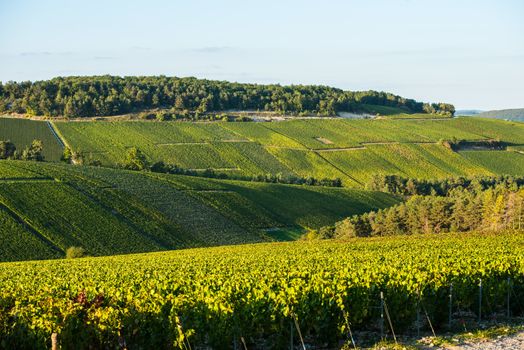 Champagne vineyards in the Cote des Bar area of the Aube department, Champagne-Ardennes, France, Europe