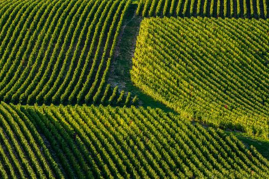 Champagne vineyards in the Cote des Bar area of the Aube department near to Les Riceys, Champagne-Ardennes, France, Europe