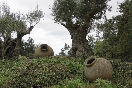 two old ceramic vases and olive tree in tropical garden in Funcahl on the portuguese island of madeira