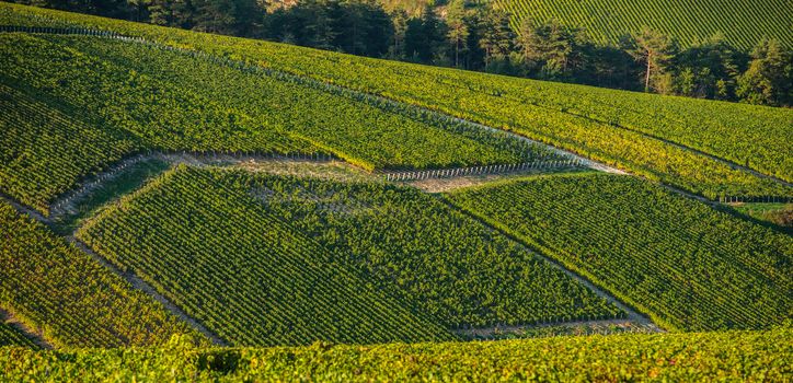 Champagne vineyards in the Cote des Bar area of the Aube department, Champagne-Ardennes, France, Europe