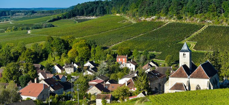 Champagne vineyards in the Cote des Bar area of the Aube department near to Viviers sur Artaut, Champagne-Ardennes, France, Europe