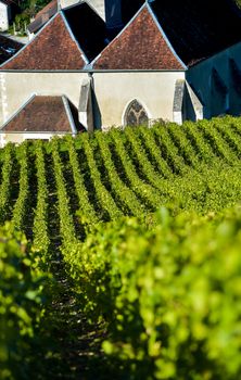 Champagne vineyards in the Cote des Bar area of the Aube department near to Viviers sur Artaut, Champagne-Ardennes, France, Europe