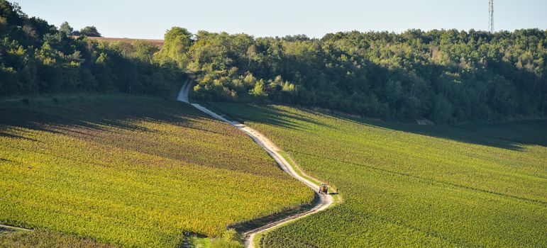 Champagne vineyards in the Cote des Bar area of the Aube department near to Viviers sur Artaut, Champagne-Ardennes, France, Europe