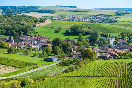 Champagne vineyards in the Cote des Bar area of the Aube department near to Colombe la Fosse, Champagne-Ardennes, France, Europe