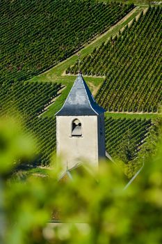 Champagne vineyards in the Cote des Bar area of the Aube department near to Viviers sur Artaut, Champagne-Ardennes, France, Europe