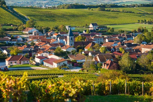 Champagne vineyards in the Cote des Bar area of the Aube department near to Baroville, Champagne-Ardennes, France, Europe