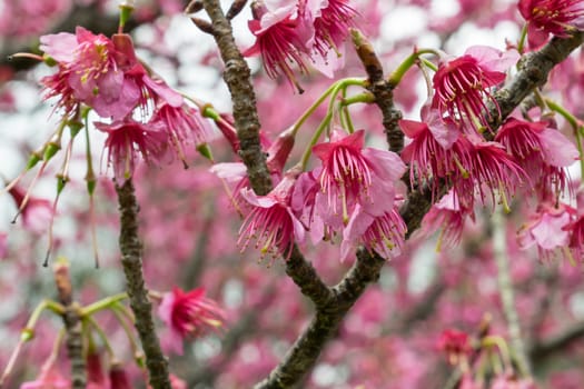 The close up of pink sakura flower branch (cherry blossom).