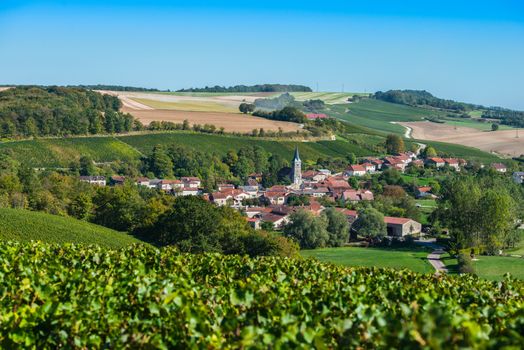 Champagne vineyards in the Cote des Bar area of the Aube department near Rizaucourt-Buchey, Champagne-Ardennes, France, Europe