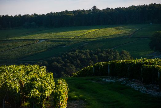 Champagne vineyards in the Cote des Bar area of the Aube department, Champagne-Ardennes, France, Europe