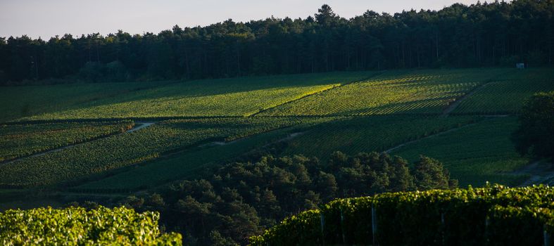 Champagne vineyards in the Cote des Bar area of the Aube department, Champagne-Ardennes, France, Europe