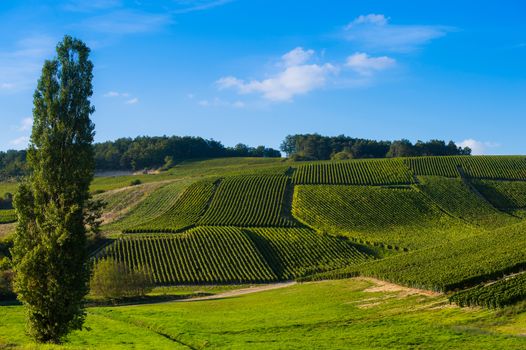 Champagne vineyards in the Cote des Bar area of the Aube department near to Les Riceys, Champagne-Ardennes, France, Europe