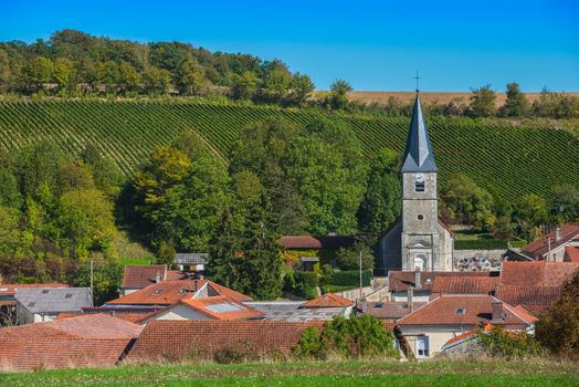 Champagne vineyards in the Cote des Bar area of the Aube department near Rizaucourt-Buchey, Champagne-Ardennes, France, Europe