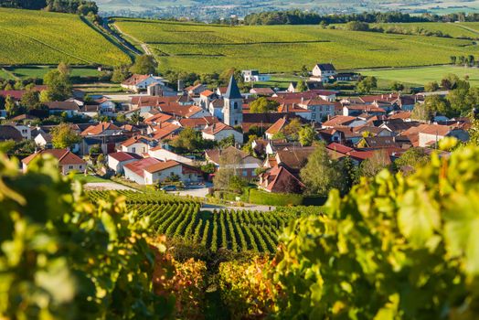 Champagne vineyards in the Cote des Bar area of the Aube department near to Baroville, Champagne-Ardennes, France, Europe