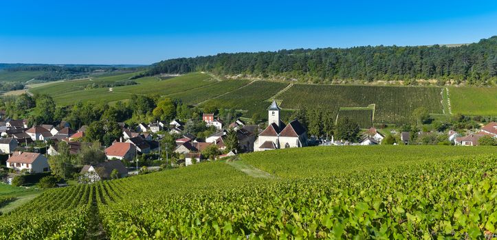 Champagne vineyards in the Cote des Bar area of the Aube department near to Viviers sur Artaut, Champagne-Ardennes, France, Europe