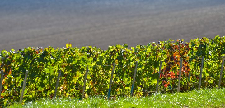 Champagne vineyards in the Cote des Bar area of the Aube department near to Viviers sur Artaut, Champagne-Ardennes, France, Europe