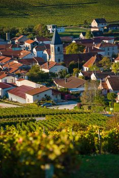 Champagne vineyards in the Cote des Bar area of the Aube department near to Baroville, Champagne-Ardennes, France, Europe