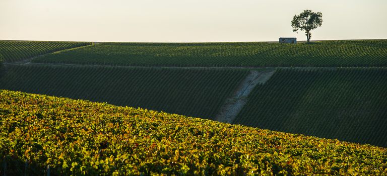 Champagne vineyards in the Cote des Bar area of the Aube department, Champagne-Ardennes, France, Europe