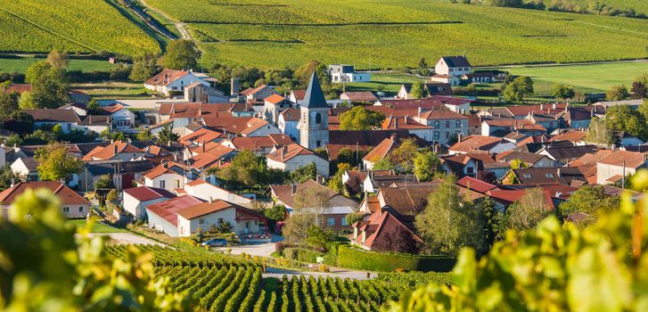 Champagne vineyards in the Cote des Bar area of the Aube department near to Baroville, Champagne-Ardennes, France, Europe