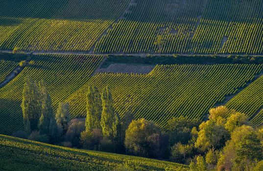 Champagne vineyards in the Cote des Bar area of the Aube department near to Les Riceys, Champagne-Ardennes, France, Europe