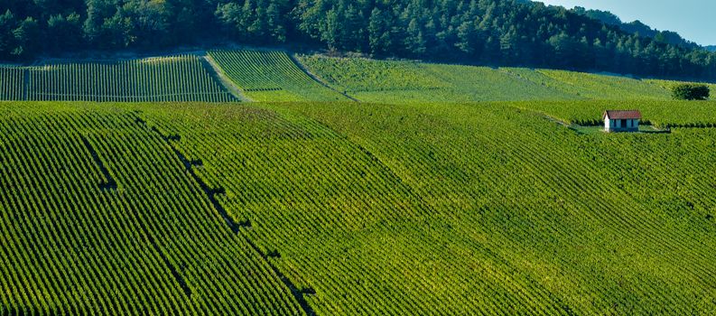 Champagne vineyards in the Cote des Bar area of the Aube department near to Les Riceys, Champagne-Ardennes, France, Europe