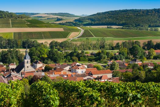 Champagne vineyards in the Cote des Bar area of the Aube department near to Arrentieres, Champagne-Ardennes, France, Europe