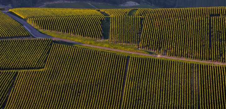 Champagne vineyards in the Cote des Bar area of the Aube department near to Les Riceys, Champagne-Ardennes, France, Europe