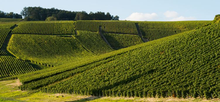 Champagne vineyards in the Cote des Bar area of the Aube department near to Les Riceys, Champagne-Ardennes, France, Europe