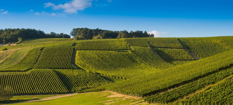 Champagne vineyards in the Cote des Bar area of the Aube department near to Les Riceys, Champagne-Ardennes, France, Europe