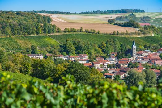 Champagne vineyards in the Cote des Bar area of the Aube department near Rizaucourt-Buchey, Champagne-Ardennes, France, Europe