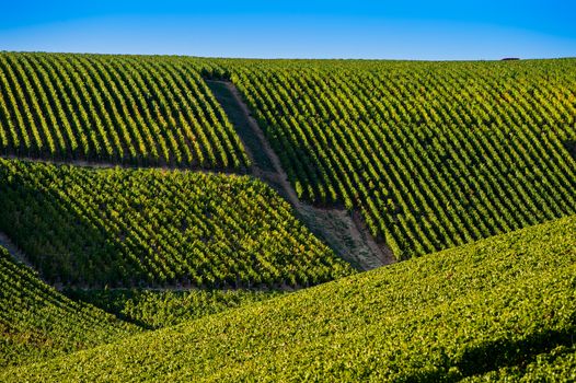 Champagne vineyards in the Cote des Bar area of the Aube department near to Les Riceys, Champagne-Ardennes, France, Europe