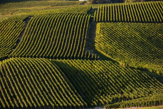 Champagne vineyards in the Cote des Bar area of the Aube department, Champagne-Ardennes, France, Europe