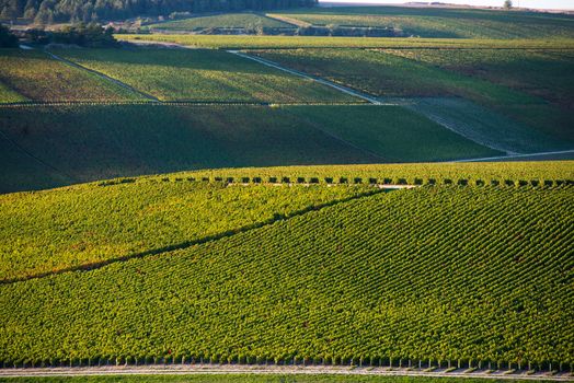 Champagne vineyards in the Cote des Bar area of the Aube department near to Baroville, Champagne-Ardennes, France, Europe