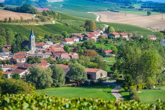 Champagne vineyards in the Cote des Bar area of the Aube department near Rizaucourt-Buchey, Champagne-Ardennes, France, Europe