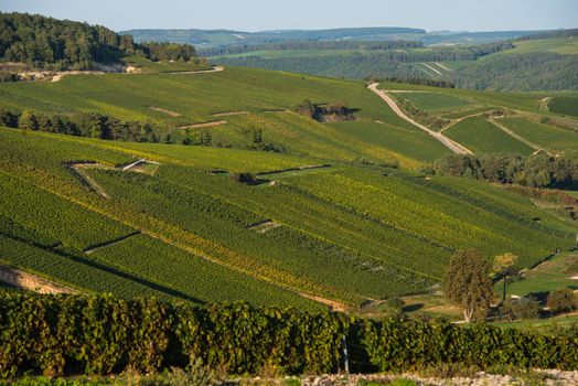 Champagne vineyards in the Cote des Bar area of the Aube department, Champagne-Ardennes, France, Europe