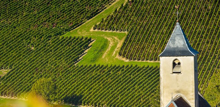 Champagne vineyards in the Cote des Bar area of the Aube department near to Viviers sur Artaut, Champagne-Ardennes, France, Europe