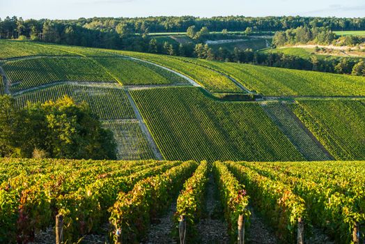 Champagne vineyards in the Cote des Bar area of the Aube department, Champagne-Ardennes, France, Europe