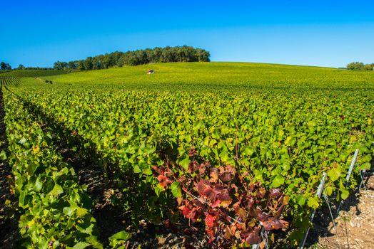 Champagne vineyards in the Cote des Bar area of the Aube department near to Colombe la Fosse, Champagne-Ardennes, France, Europe