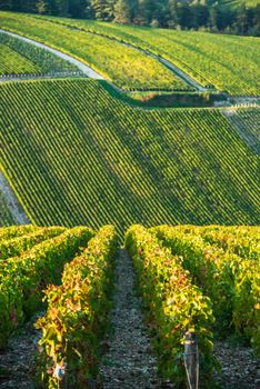 Champagne vineyards in the Cote des Bar area of the Aube department, Champagne-Ardennes, France, Europe