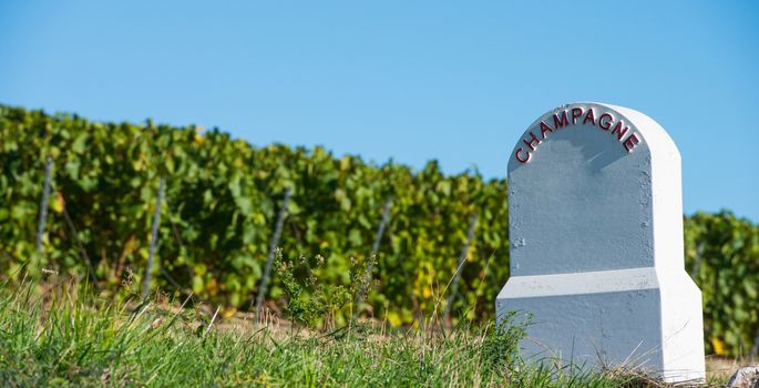 Champagne vineyards in the Cote des Bar area of the Aube department near to Baroville, Champagne-Ardennes, France, Europe